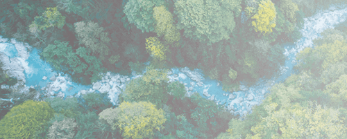An aerial view of a forest with a stream running through it