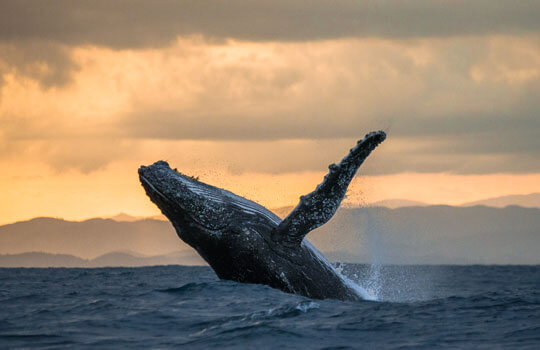 A humpback whale jumping up from the ocean at twilght