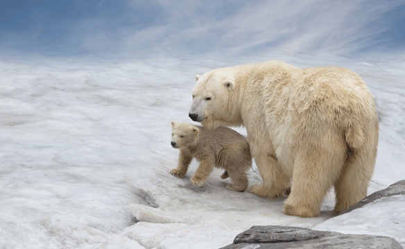 A polar bear mother and her baby on ice